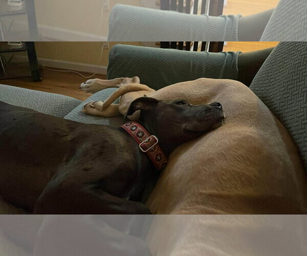 Medium Photo #13 Great Dane-Unknown Mix Puppy For Sale in Huntersville, NC, USA