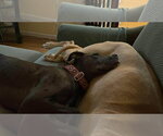 Small #12 Great Dane Mix
