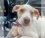Small #23 German Shorthaired Lab