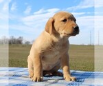 Small Photo #2 Labrador Retriever Puppy For Sale in HAGERSTOWN, MD, USA