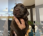 Puppy Ruffian Labrador Retriever