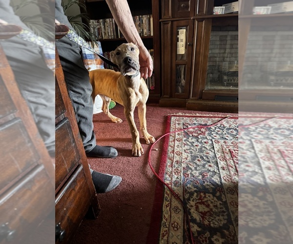 Medium Photo #22 Great Dane Puppy For Sale in ALIQUIPPA, PA, USA