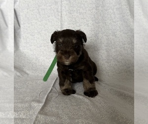 Medium Schnauzer (Miniature)