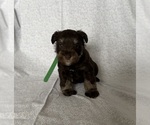 Puppy Abe Schnauzer (Miniature)