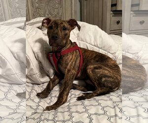 Bruno - Male Mutt Dog for Adoption - Photo #7