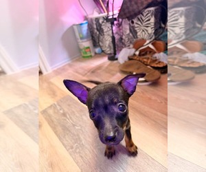 Chihuahua-Unknown Mix Dogs for adoption in Kannapolis, NC, USA