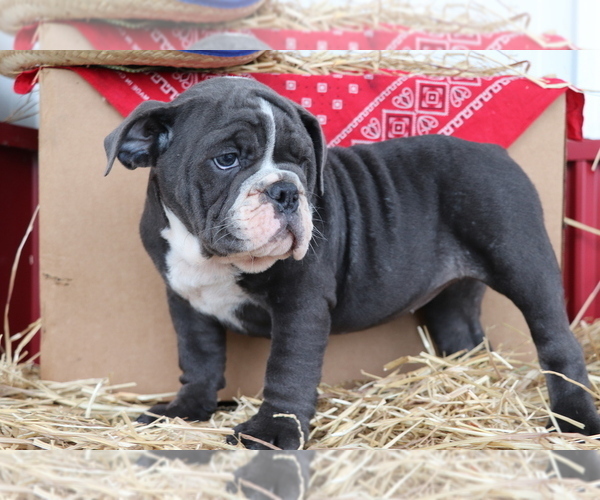 Medium Photo #4 Bulldog Puppy For Sale in SHILOH, OH, USA