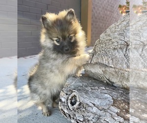 Pomeranian Puppy for sale in FRANKLIN, IN, USA
