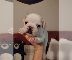 Frenchie Pug Puppy for Sale in NEW WAVERLY, Texas USA