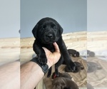 Small #4 Labrador Retriever