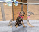 Small #2 Mutt