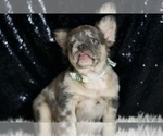Small #2 French Bulldog