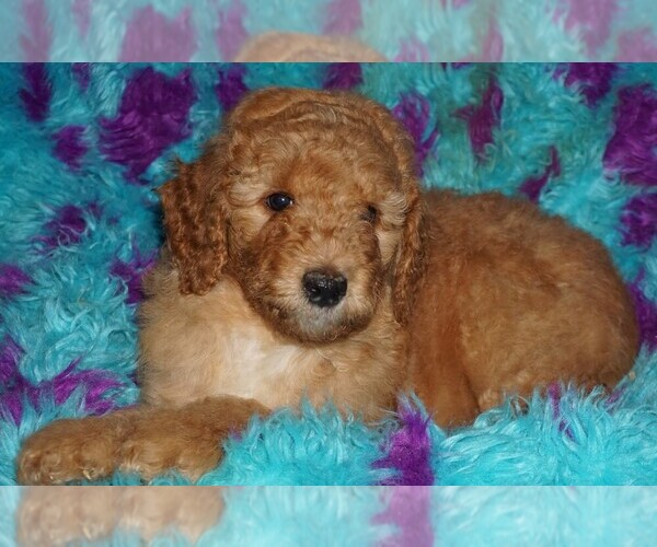 Medium Photo #2 Labradoodle Puppy For Sale in LA HABRA, CA, USA