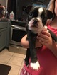 Small Photo #1 Boston Terrier Puppy For Sale in KATY, TX, USA