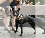 Small #8 Labrador Retriever Mix