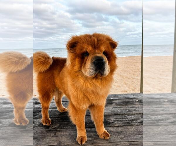 Medium Photo #4 Chow Chow-Unknown Mix Puppy For Sale in Rockwall, TX, USA