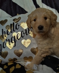 Goldendoodle Puppy for sale in BELLEVILLE, PA, USA