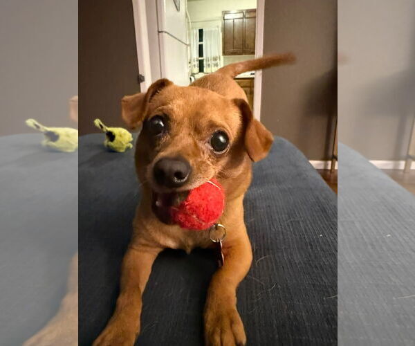 Medium Photo #6 Chihuahua-Unknown Mix Puppy For Sale in Fort Collins, CO, USA