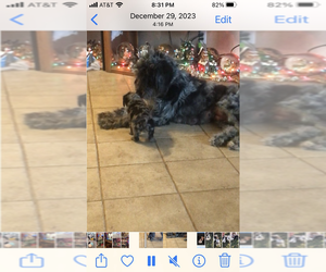 Mother of the Labradoodle puppies born on 04/12/2025