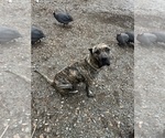 Small Photo #1 Presa Canario Puppy For Sale in MOUNTAIN RANCH, CA, USA