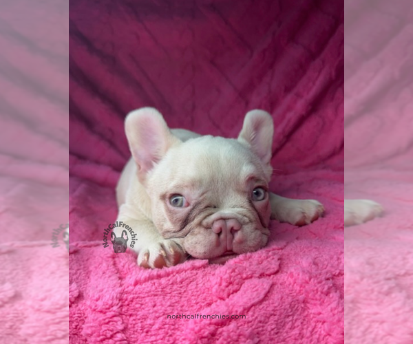 Medium Photo #2 French Bulldog Puppy For Sale in SACRAMENTO, CA, USA