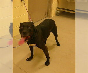 Mutt Dogs for adoption in Sanford, FL, USA