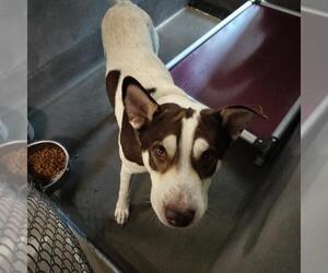 Labsky Dogs for adoption in Tallahassee, FL, USA