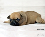 Small Photo #19 French Bulldog Puppy For Sale in WINNSBORO, TX, USA