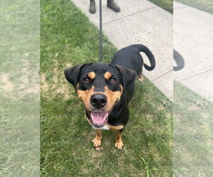 Rottweiler-Unknown Mix Dogs for adoption in Rockaway, NJ, USA