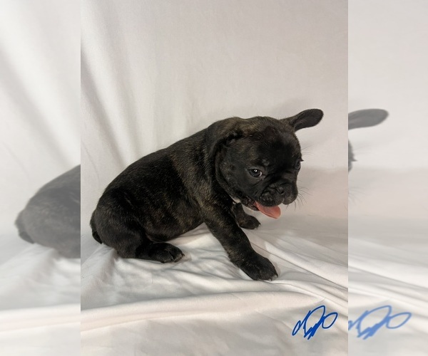Medium Photo #2 French Bulldog Puppy For Sale in JOLIET, IL, USA
