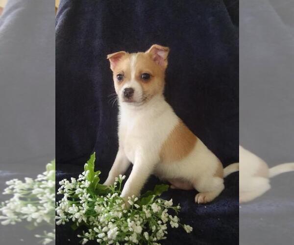 Medium Photo #3 Jack-A-Ranian Puppy For Sale in FREDERICKSBG, OH, USA