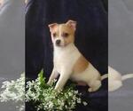 Small Photo #3 Jack-A-Ranian Puppy For Sale in FREDERICKSBG, OH, USA