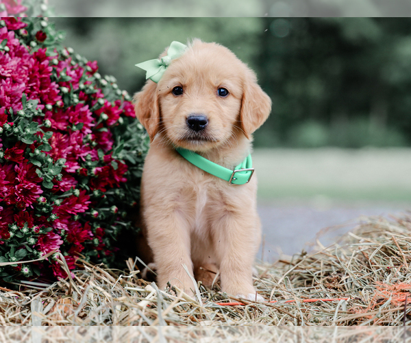 Medium Photo #3 Golden Retriever Puppy For Sale in LIBERTY, KY, USA