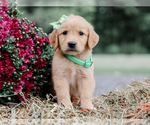 Small #2 Golden Retriever