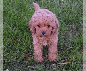 Cavapoo Puppy for sale in BARNESVILLE, KS, USA