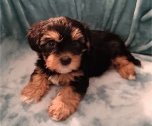 Yorkshire Terrier Puppy for sale in BLAKELY, GA, USA