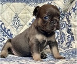 Image preview for Ad Listing. Nickname: Paisley