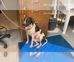 Small German Shorthaired Pointer Mix