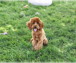 Small #6 Cavapoo (Miniature)
