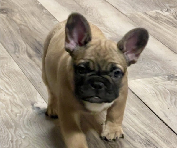 Medium Photo #4 French Bulldog Puppy For Sale in BRIGHTON, CO, USA