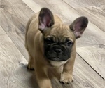 Small #3 French Bulldog