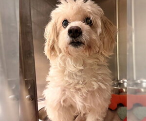 Maltipoo (Miniature) Dogs for adoption in Rancho Cucamonga, CA, USA