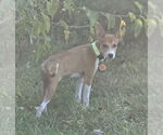 Small #4 Whippet Mix