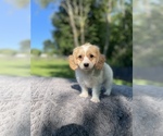 Small Photo #6 Cavachon Puppy For Sale in MILLERSBURG, OH, USA