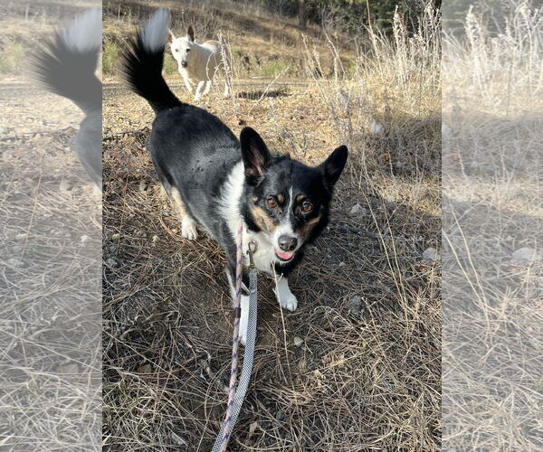 Medium Photo #3 Australian Shepherd-Unknown Mix Puppy For Sale in Denver , CO, USA
