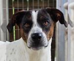 Small #2 German Shorthaired Pointer Mix