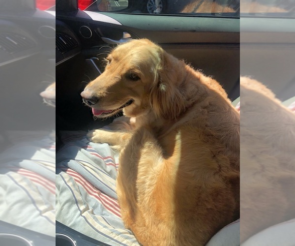 Medium Photo #1 Golden Retriever Puppy For Sale in SAN PEDRO, CA, USA