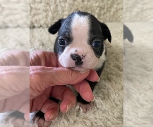 Boston Terrier Puppy for sale in CRKD RVR RNCH, OR, USA