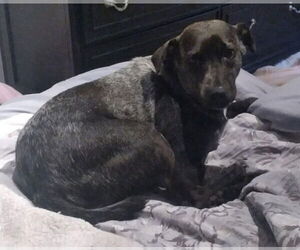 Mutt Dogs for adoption in New York, NY, USA