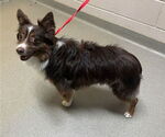 Small #1 Australian Shepherd Mix